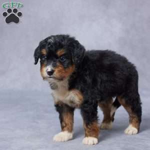 Julie, Mini Bernedoodle Puppy